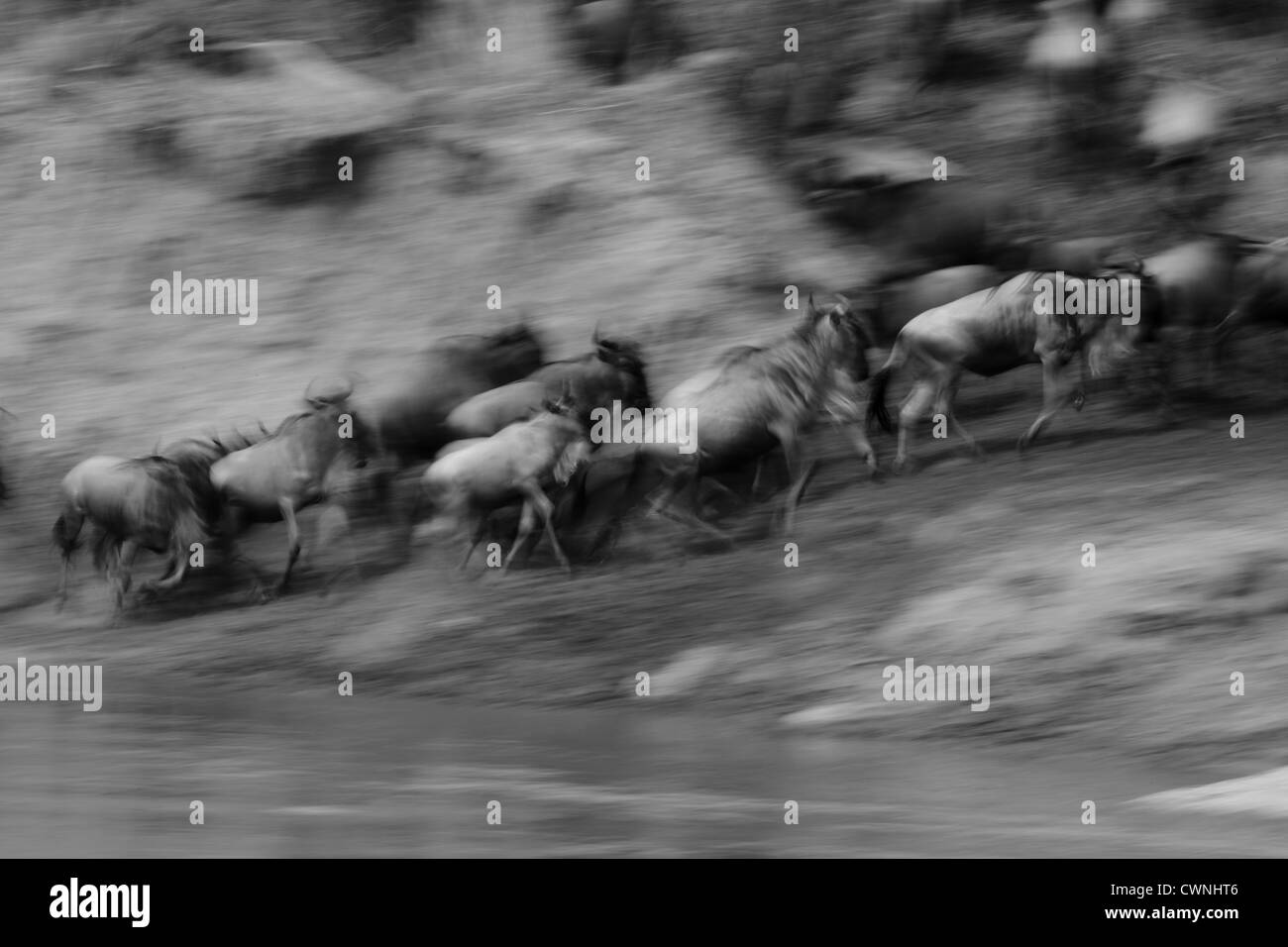 Il grande GNU o GNU Migrazione in Masai Mara, Kenya, Nairobi Foto Stock