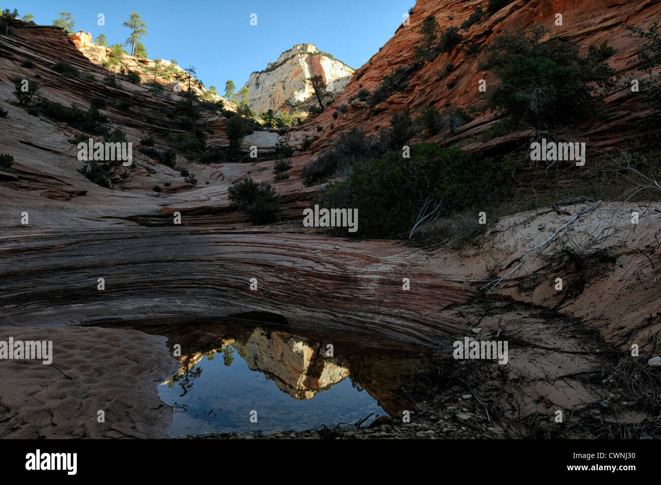 Arenaria mesa riflessa riflettono la riflessione deserto piscina di acqua zion national park nello Utah sunrise la luce solare Foto Stock