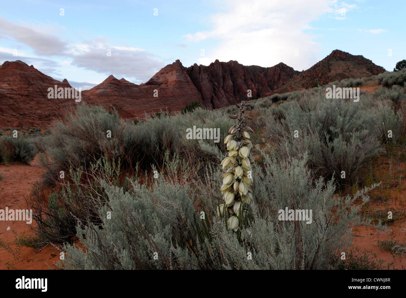 Yucca flower spike fiore in fiore pianta flowering deserto deserto paria utah Foto Stock