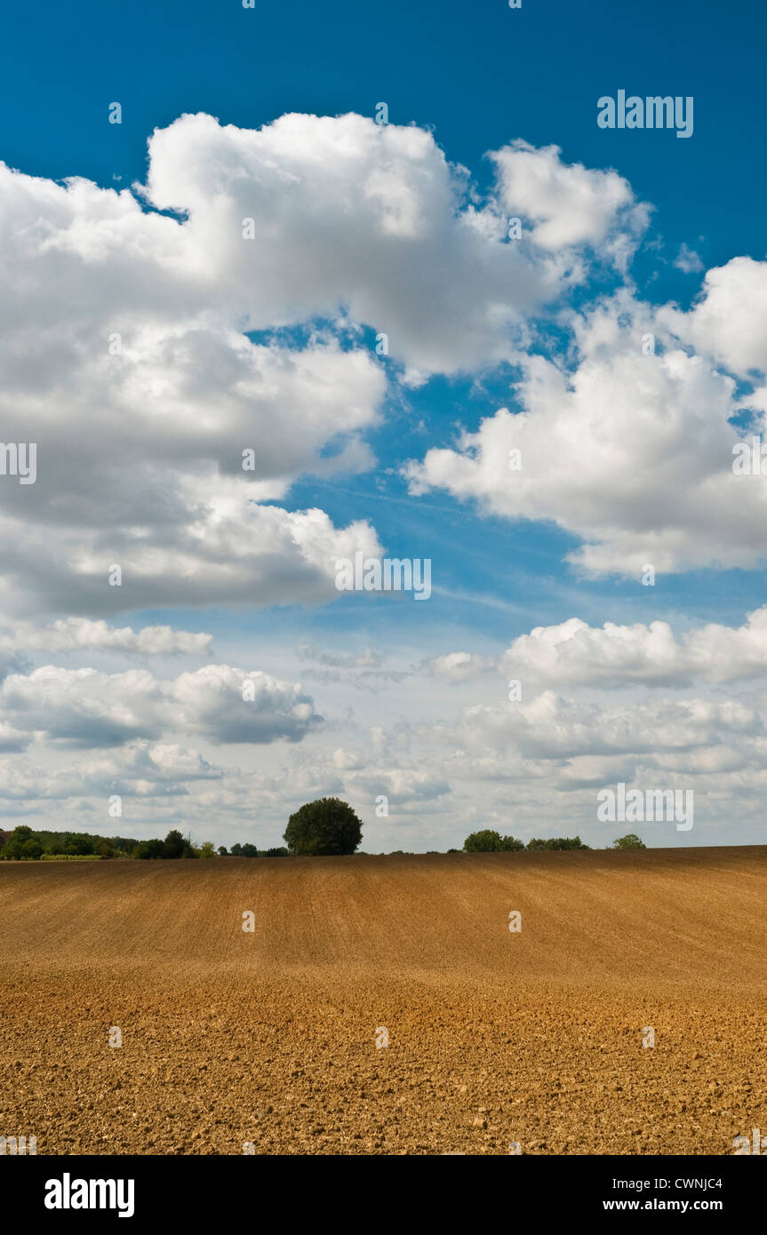 Nuvole temporalesche raccolta seminate su terreni agricoli - Indre-et-Loire, Francia. Foto Stock
