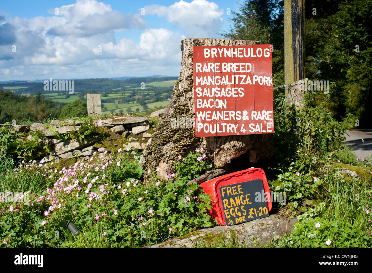 Farm shop segno fiori e muro di pietra in primo piano e i campi e colline in background Brynheulog Llanddewi Brefi Galles Foto Stock