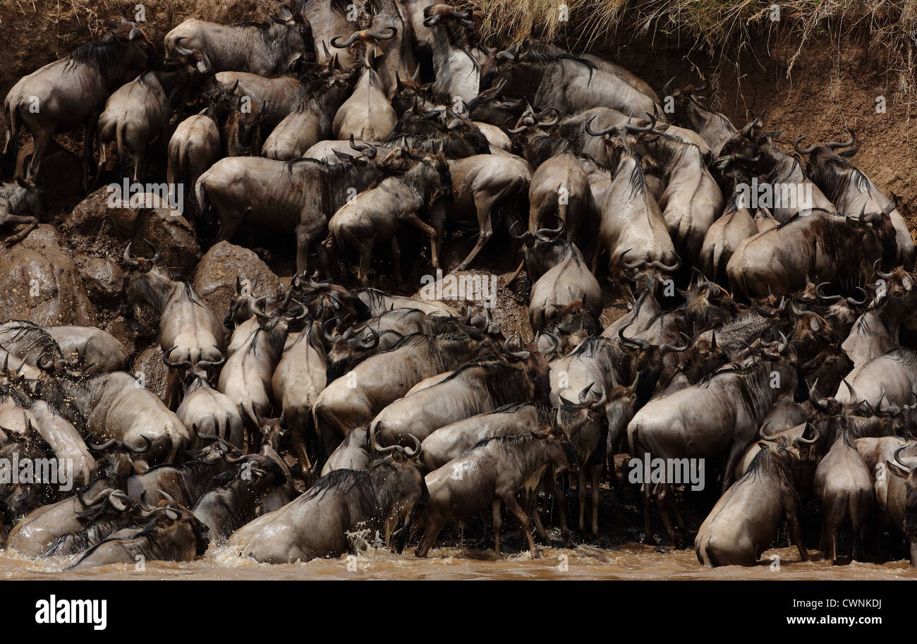 Il grande GNU o GNU Migrazione in Masai Mara, Kenya, Nairobi Foto Stock