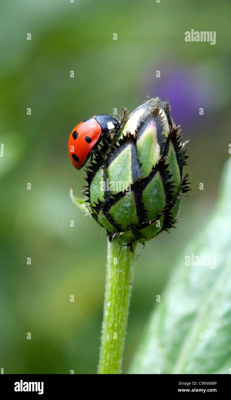 Sette-spot Ladybird su un giardino bocciolo di fiordaliso Foto Stock