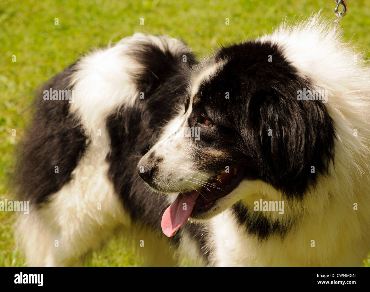 Bosniaco sheep dog Foto Stock