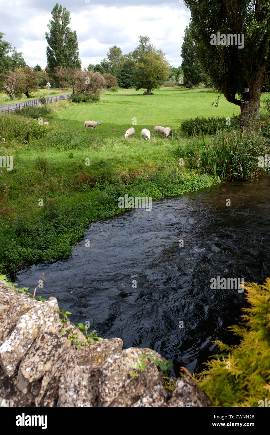 Il Fiume Coln, Coln St Aldwyns, Gloucestershire, Regno Unito Foto Stock