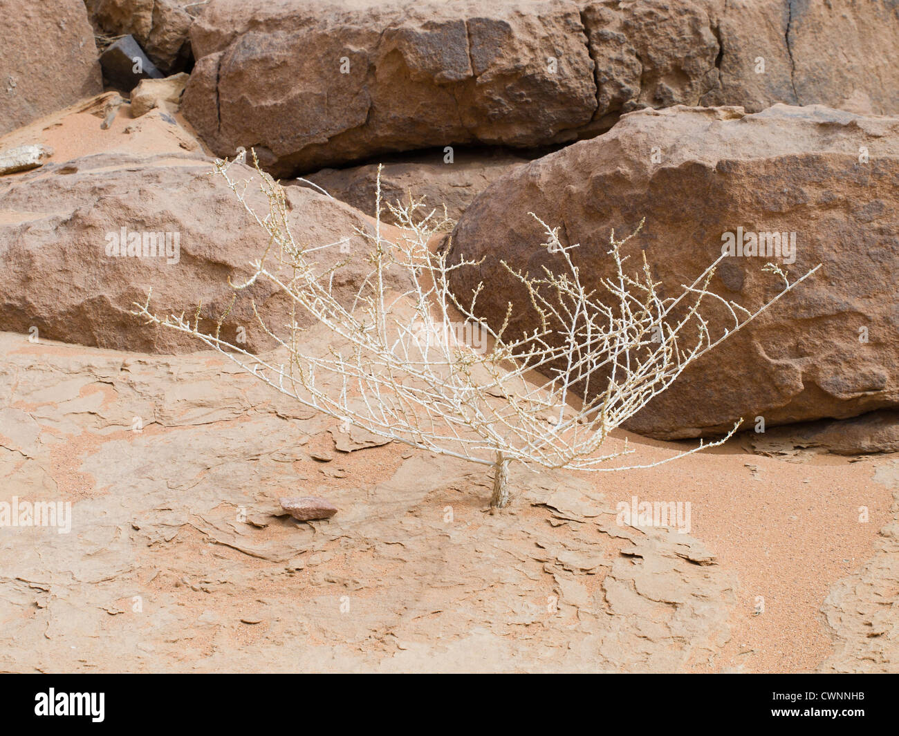 Piccolo arbusto a malapena vivo nella sabbia e rocce di Wadi Rum deserto giordano Foto Stock