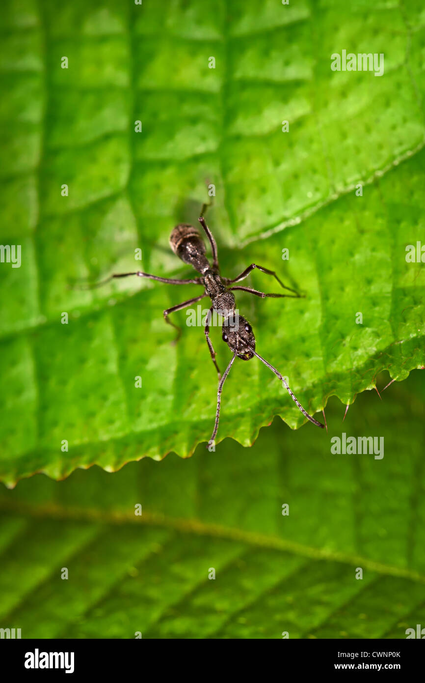Black ant sul bordo della foglia verde Foto Stock