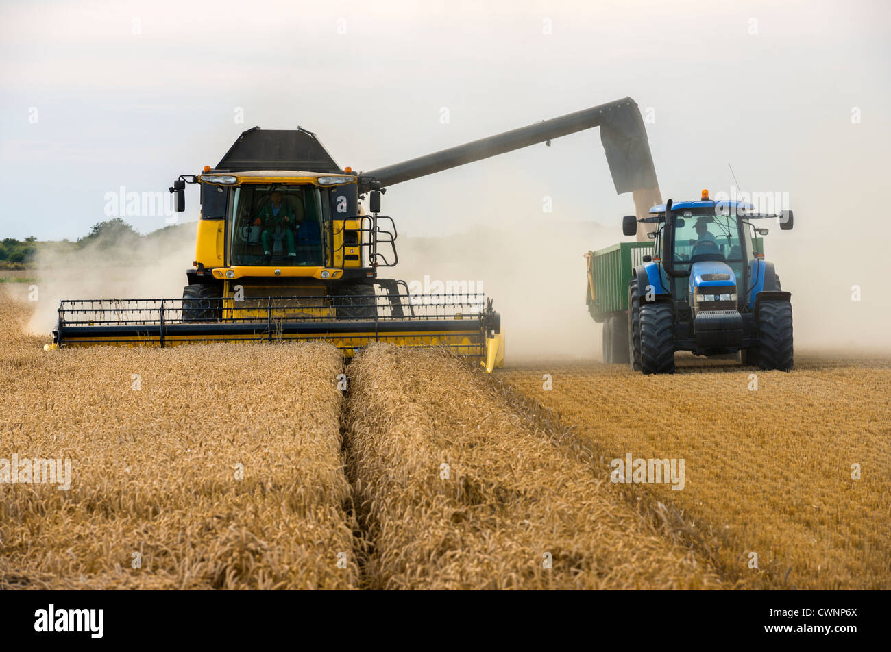 New Holland CX8060 Mietitrebbia operanti nel campo di grano Foto Stock