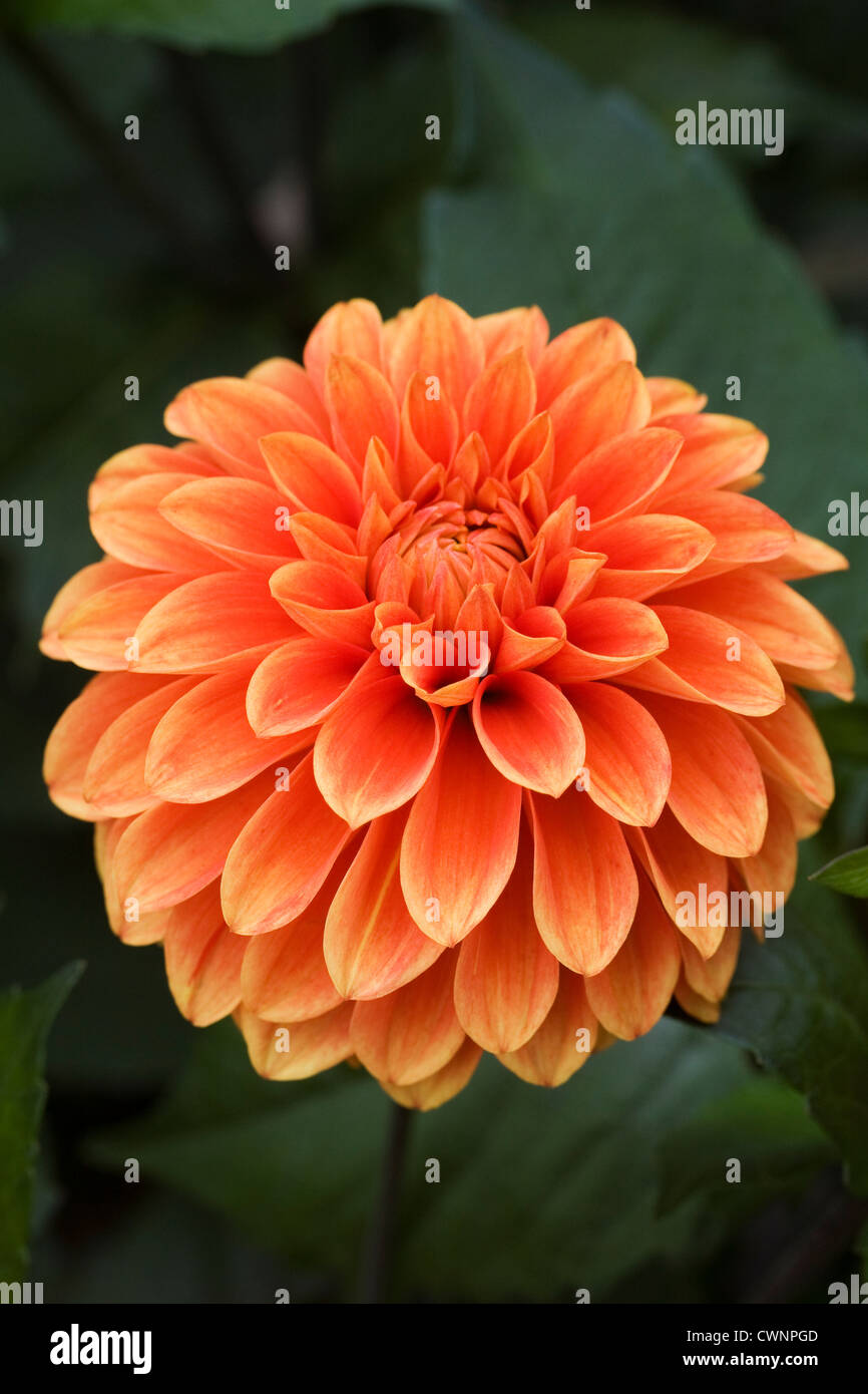 Dahlia 'Wigo Super' crescono in un confine erbacee. Foto Stock