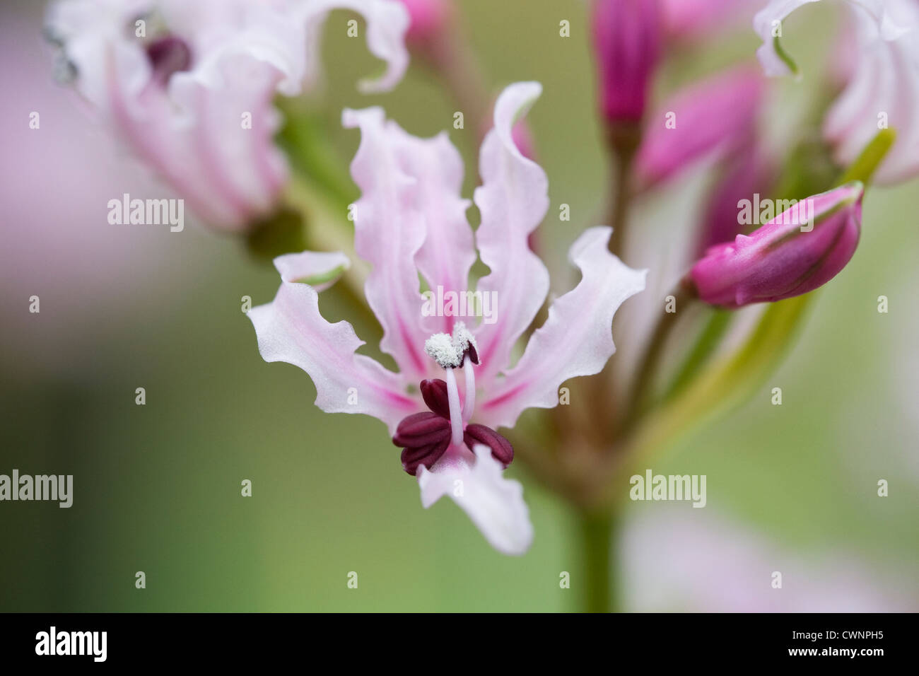Nerine filifolia. Close up di un fiore nerine crescono in un ambiente protetto. Foto Stock