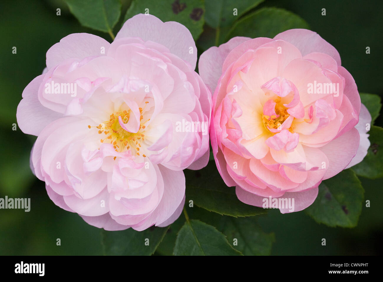 Rosa 'Scarborough equo". Semi matrimoniale rosa Inglese. Foto Stock