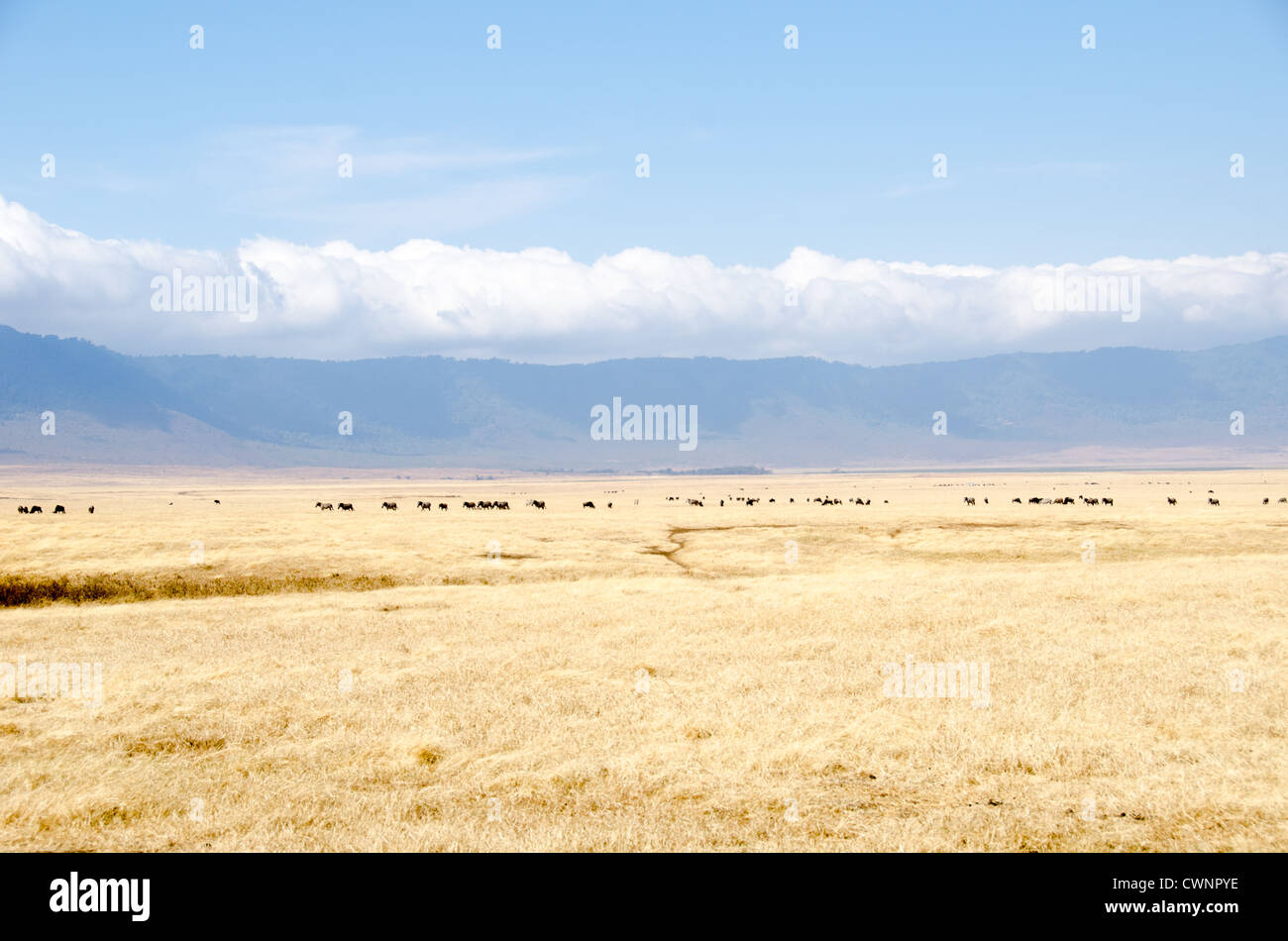 CRATERE DI NGORONGORO, Tanzania: Le pianure erbose del cratere di Ngorongoro si estendono sul fondo di questa massiccia caldera vulcanica all'interno della Ngorongoro Conservation area. Il cratere, formato circa 2-3 milioni di anni fa, si estende per circa 20 chilometri di diametro ed è parte del circuito safari settentrionale della Tanzania. La Ngorongoro Conservation area è un santuario della fauna selvatica e un sito patrimonio dell'umanità dell'UNESCO, proteggendo una delle popolazioni di fauna selvatica più concentrate dell'Africa. Le praterie del cratere forniscono un habitat essenziale per il pascolo di grandi erbivori, tra cui zebre, GNU, AN Foto Stock