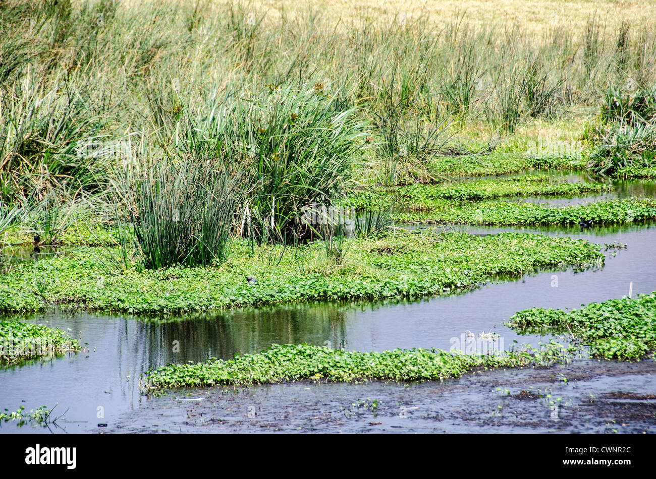 Ruscello del Cratere del Ngorongoro Tanzania | AREA DI CONSERVAZIONE DEL NGORONGORO, Tanzania — Un lento ruscello si snoda tra le carici, i giunchi e le piante acquatiche galleggianti sul fondo del Cratere del Ngorongoro, parte del sistema di zona umida alimentato dalle sorgenti che mantiene irrigata questa caldera chiusa durante la stagione secca. Il cratere si trova all'interno dell'ampia Area di Conservazione del Ngorongoro, patrimonio mondiale UNESCO associato a siti paleoantropologici vicini. Foto Stock