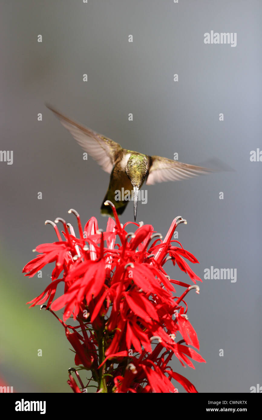 Ruby-throated Hummingbird (archilochus colubris) il Cardinale fiore (Lobelia cardinalis ) a Richmond, Virginia, Stati Uniti d'America Foto Stock