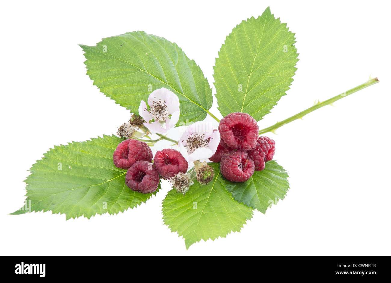 Foglie con fresca frutta Lampone isolati su sfondo bianco Foto Stock