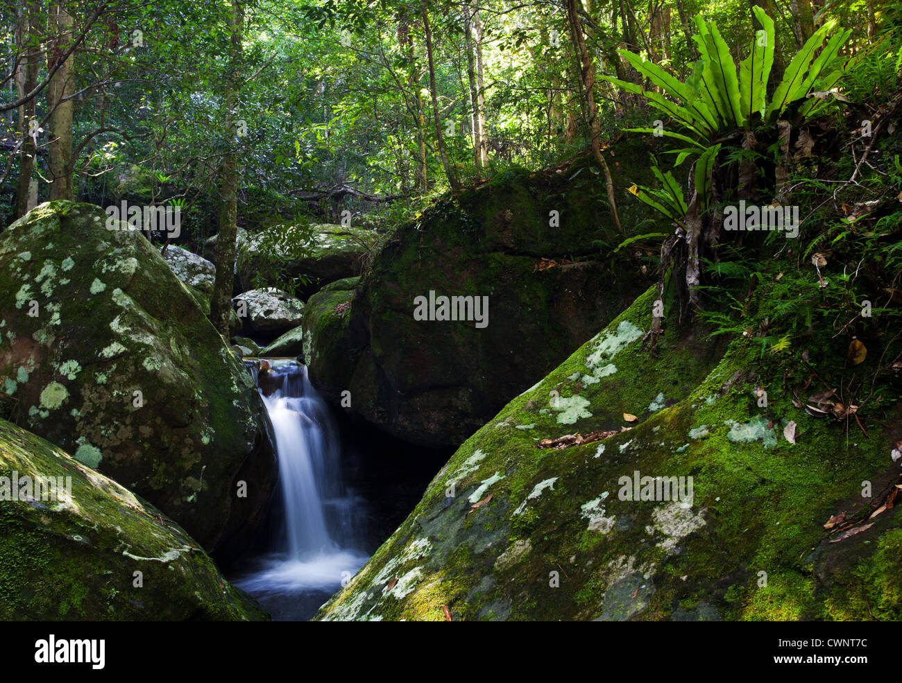 Piccola cascata nella foresta pluviale, Minnamurra foresta pluviale, NSW, Australia Foto Stock