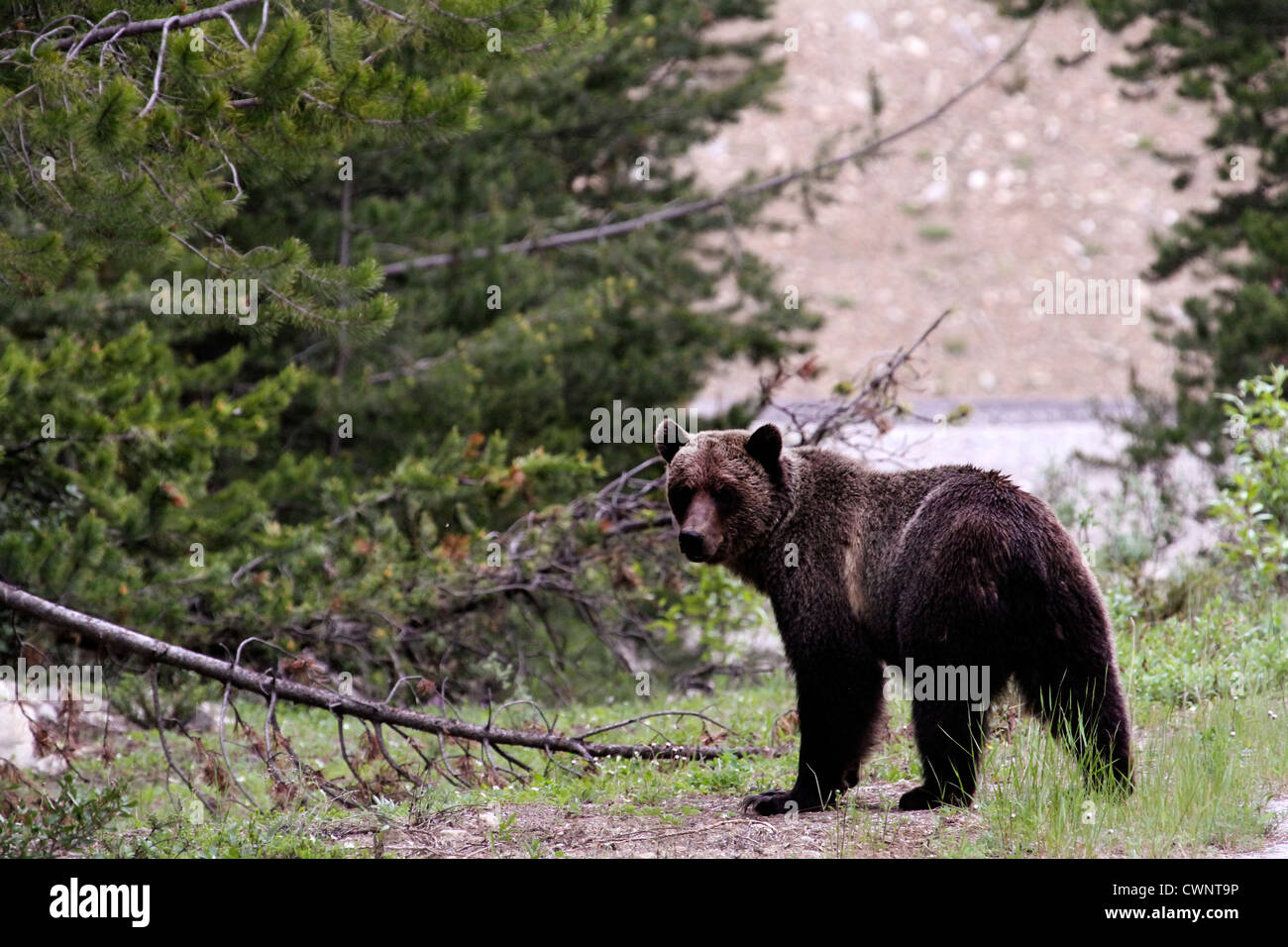 Orso grizzly camminare vicino a un fiume in un campeggio canadese. Foto Stock