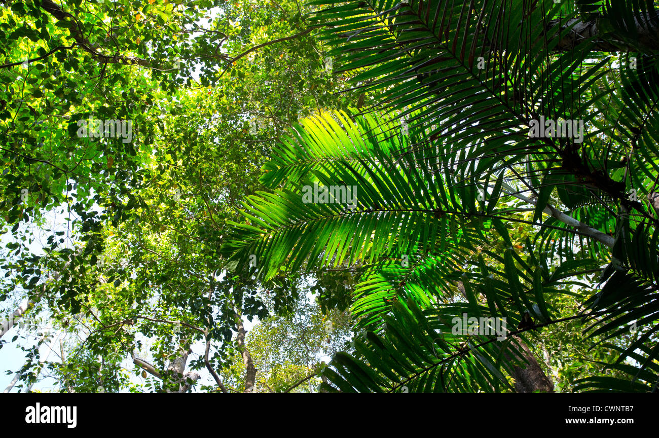 Palme e vegetazione lussureggiante tropicale monsone di foresta, Fogg Dam Conservation Area, Territorio del Nord, l'Australia Foto Stock