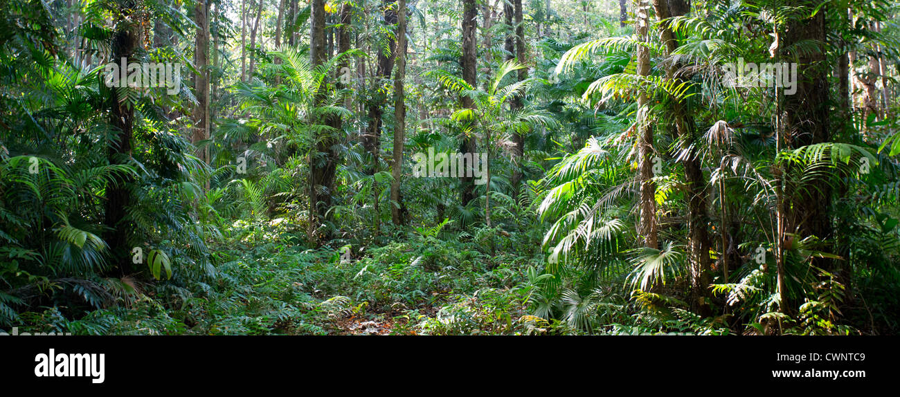 Palme e vegetazione lussureggiante tropicale monsone di foresta, Fogg Dam Conservation Area, Territorio del Nord, l'Australia Foto Stock