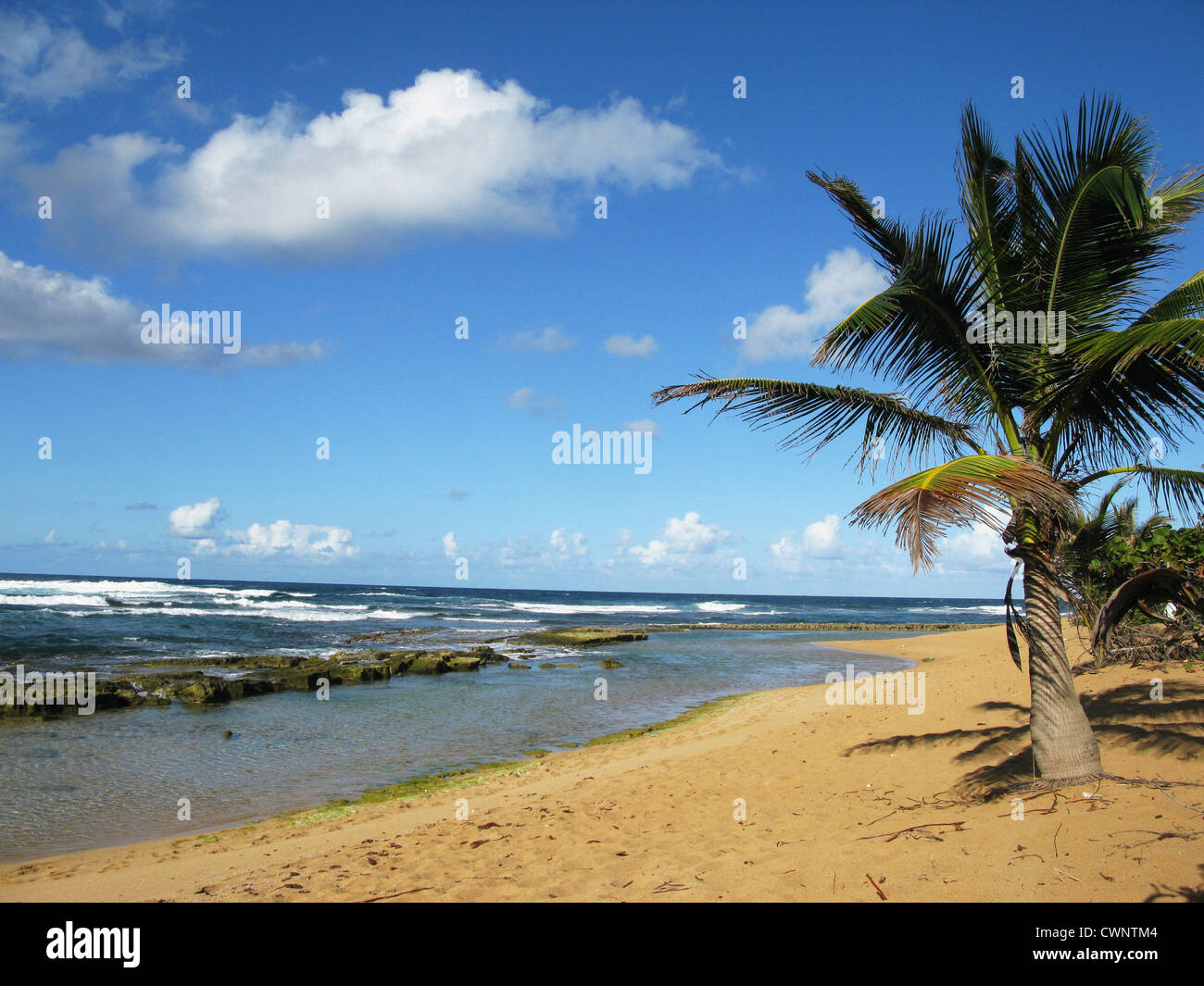 Palm Tree sulla spiaggia tropicale Foto Stock
