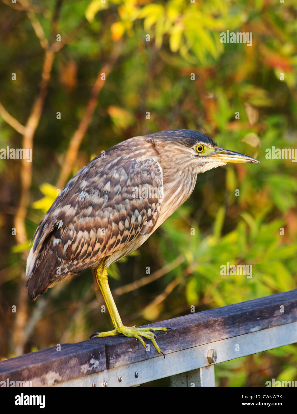 Immaturo Rufous Nitticora Nycticorax caledonicus, Fogg Dam Conservation Reserve, Territorio del Nord, l'Australia Foto Stock