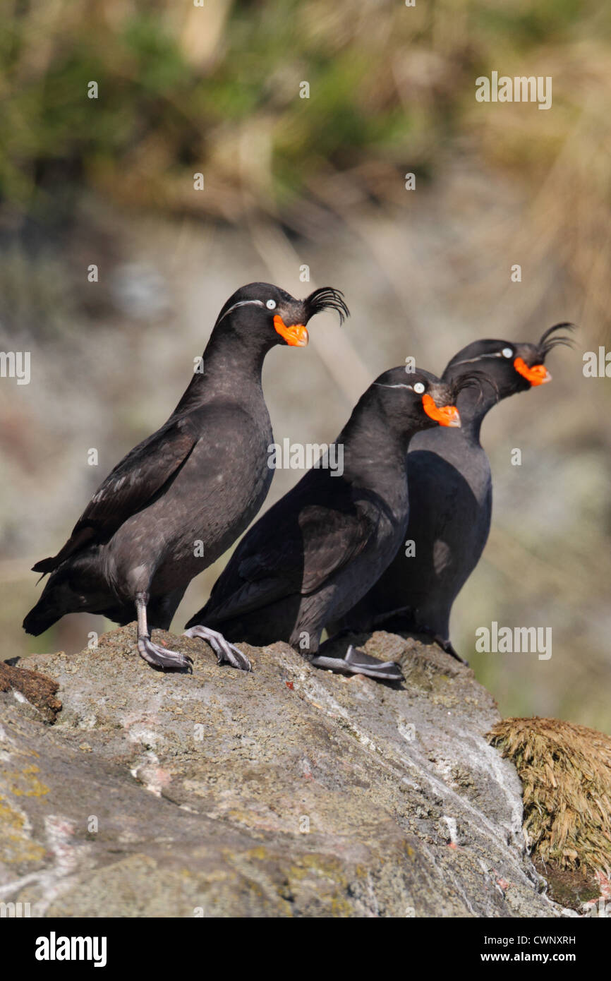 Crested Auklet (Aethia cristatella) tre adulti, in piedi sulla roccia, Yankicha isola, isole Curili, Mare di Ohotsk, Sakhalin Foto Stock