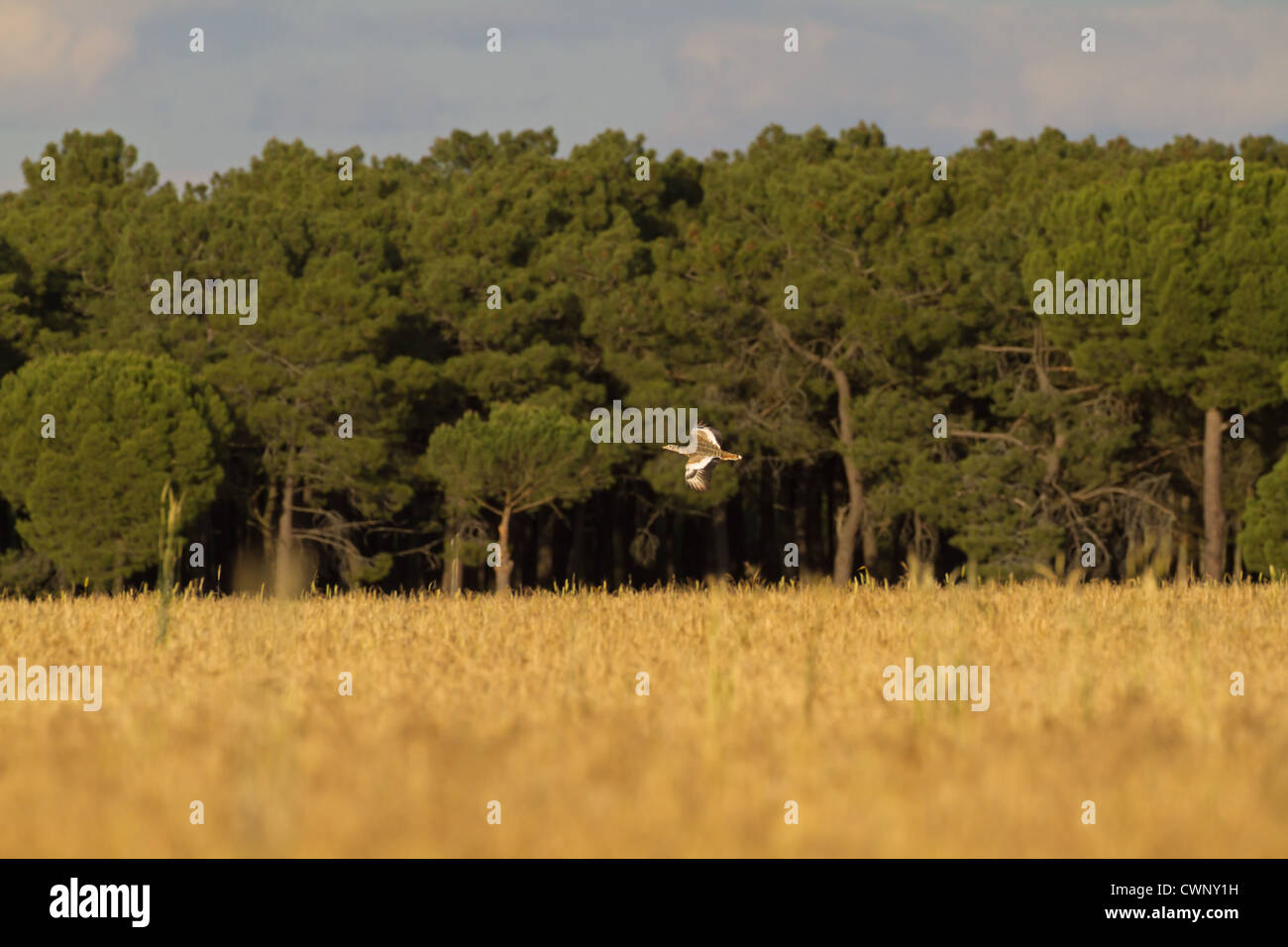 Grande (Bustard Otis tarda) adulto, in volo sopra il campo di cereali habitat, con Pino domestico (Pinus pinea) bosco in background, Foto Stock