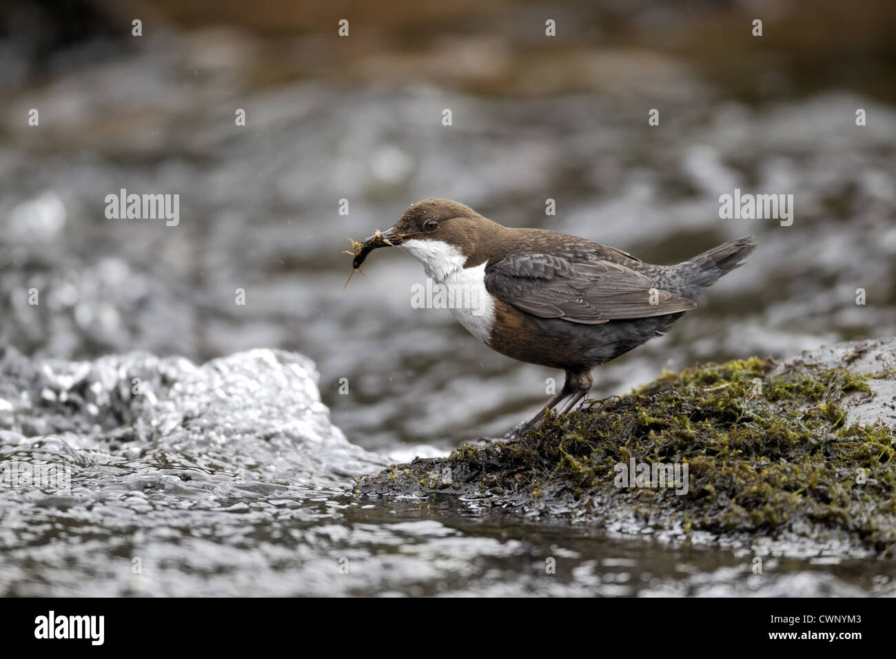 Bianco-throated bilanciere (Cinclus cinclus gularis) adulto, con il cibo nel becco, in piedi sulla roccia nel flusso, POWYS, GALLES, aprile Foto Stock