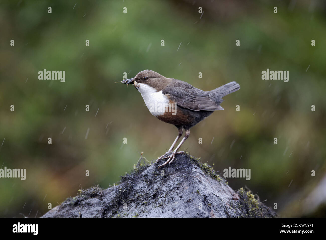 Bianco-throated bilanciere (Cinclus cinclus gularis) adulto, con il cibo nel becco, in piedi sulla roccia nel flusso, POWYS, GALLES, aprile Foto Stock