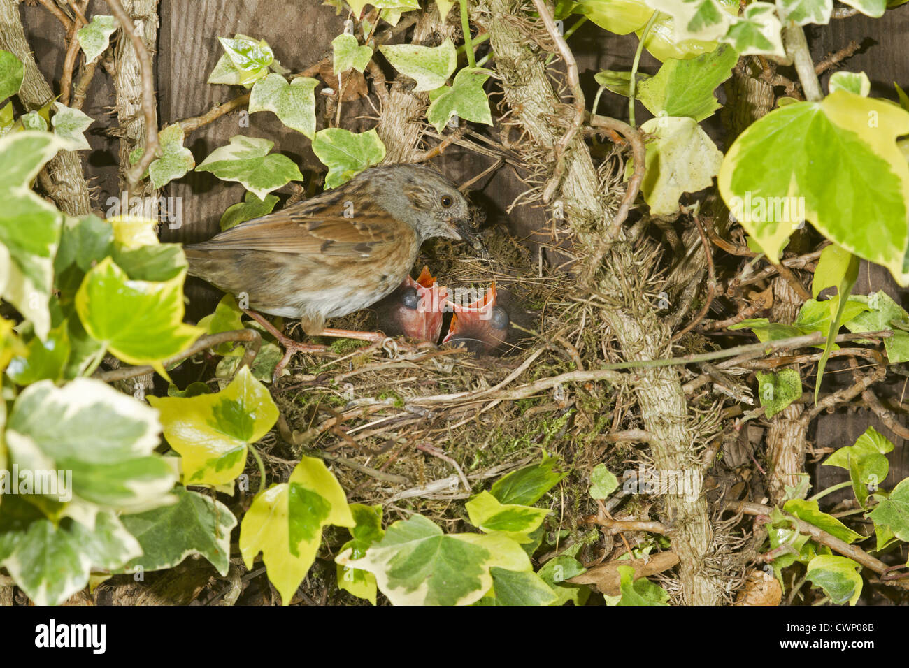 Dunnock (Prunella modularis) adulto, alimentando i pulcini al nido, Suffolk, Inghilterra, può Foto Stock