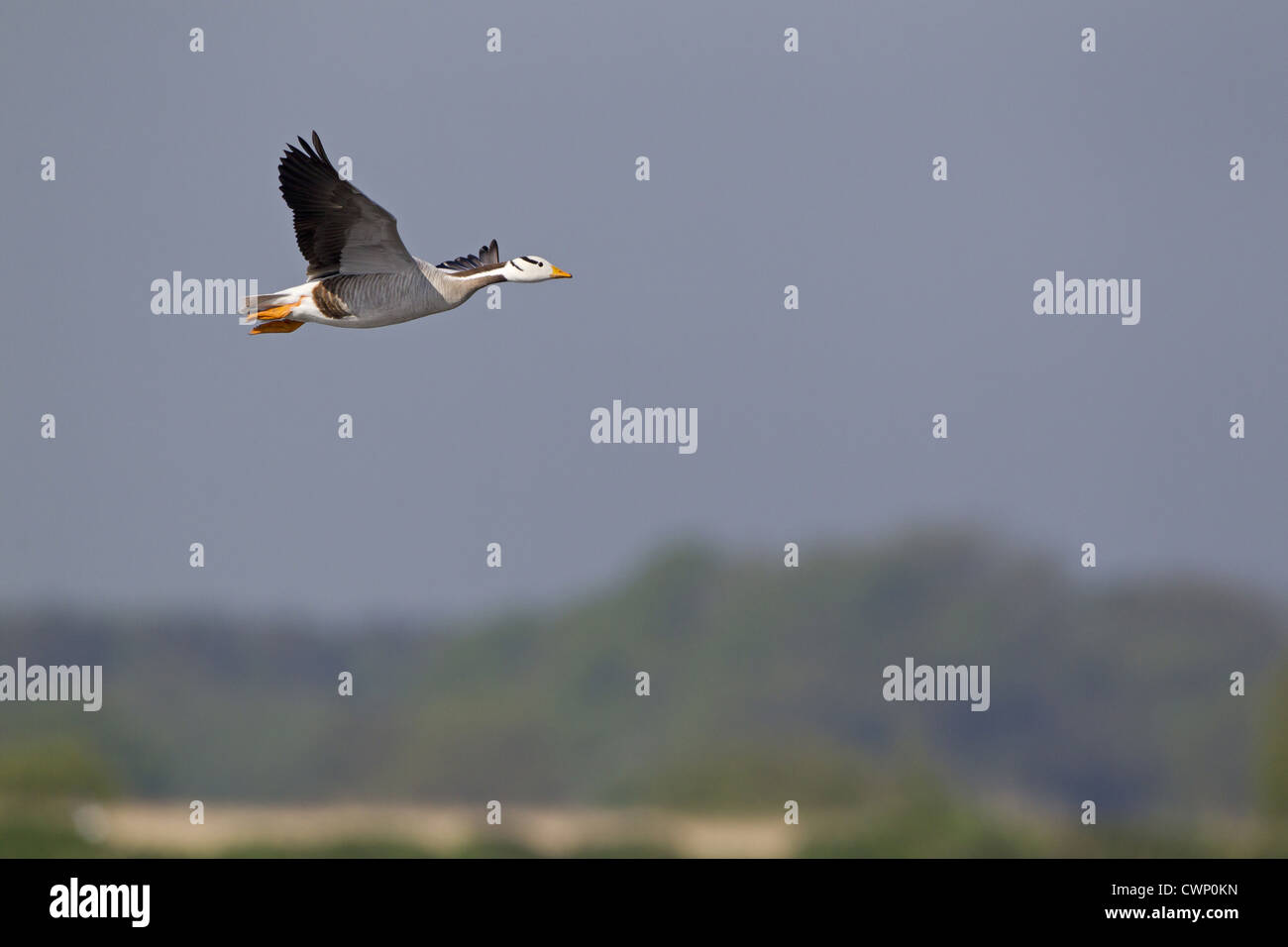 Bar-headed Goose (Anser indicus) adulto, in volo, Minsmere RSPB Riserva, Suffolk, Inghilterra, può (escapee dalla collezione) Foto Stock