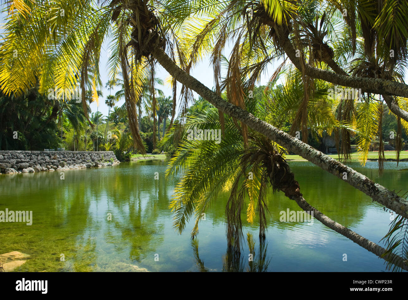 PALMS appesa sopra l'acqua radura lago palme pandanus lago Fairchild Tropical Botanic Garden CORAL GABLES FLORIDA USA Foto Stock
