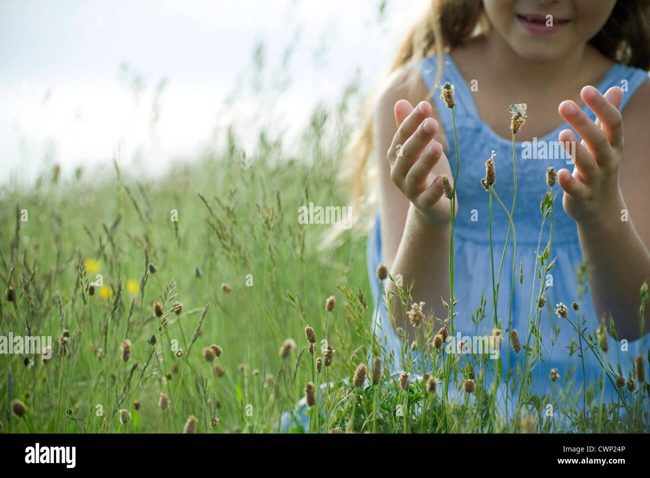 Farfalla sulla millefiori, ragazza in background tenta di catturare Foto Stock