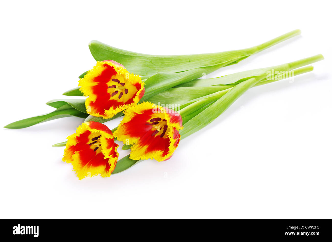 Bouquet di tulipani gialli isolato su bianco Foto Stock