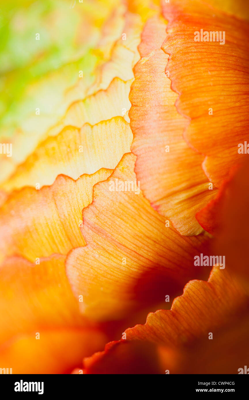 Ranunculus testa di fiori, extreme close-up Foto Stock