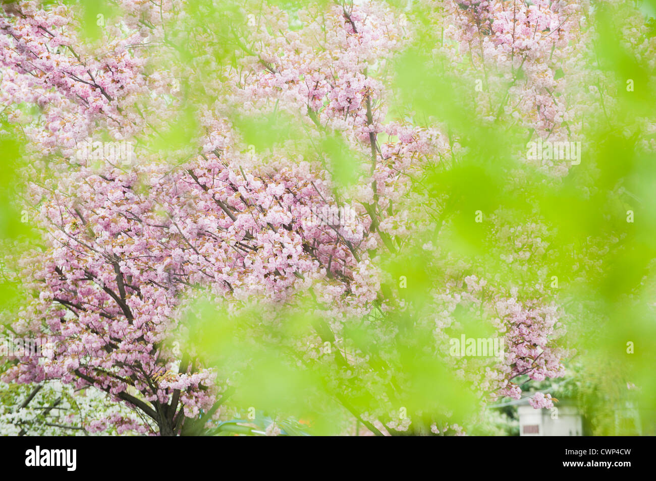 Ciliegio in piena fioritura, visto attraverso fogliame Foto Stock