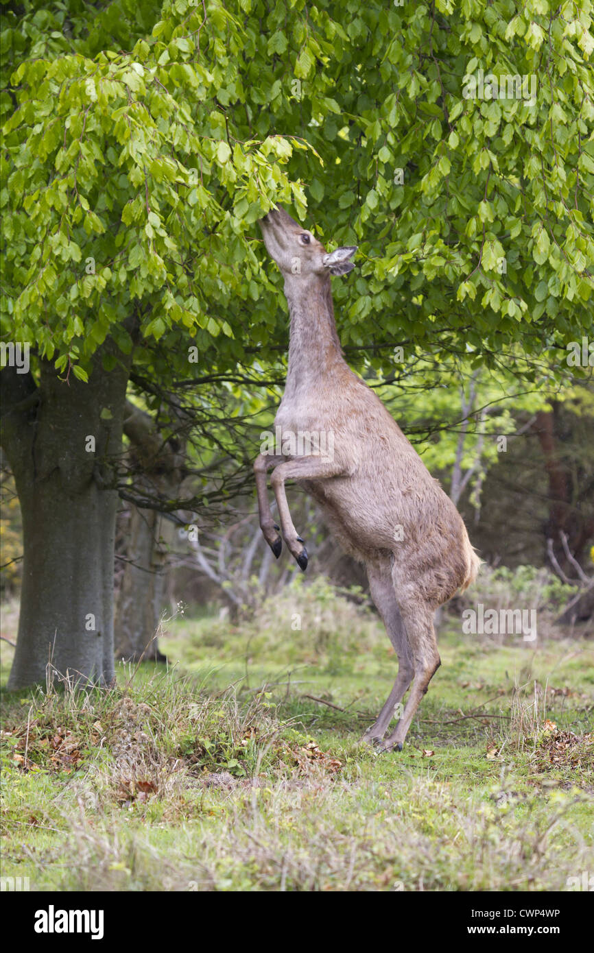 Il cervo (Cervus elaphus) hind, permanente sulla schiena gambe per navigare su foglie di albero, Minsmere RSPB Riserva, Suffolk, Inghilterra, può Foto Stock