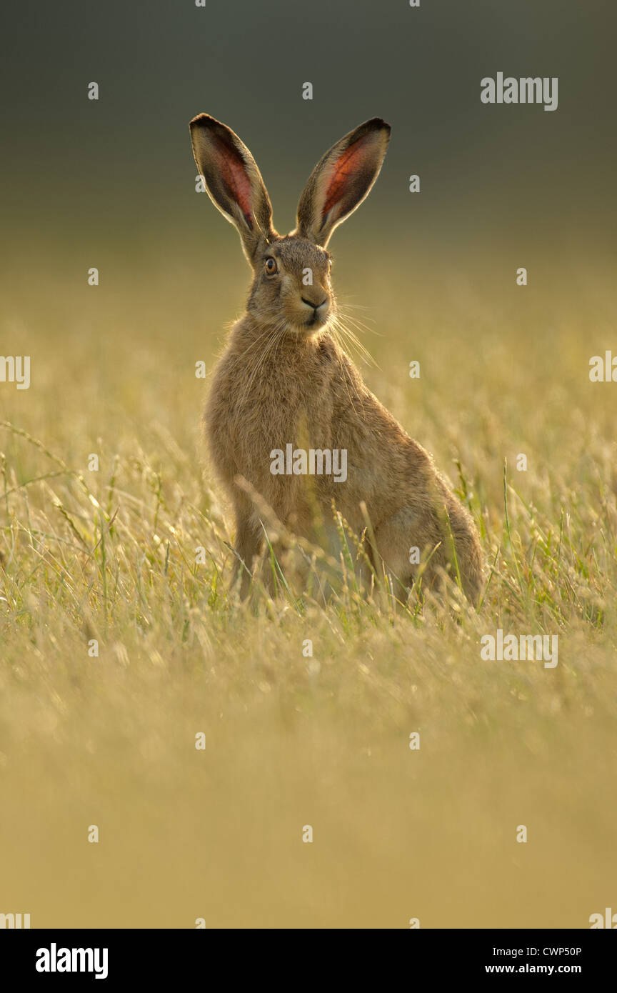 Unione lepre (Lepus europaeus) adulto, seduti su erba nel tardo pomeriggio la luce del sole, il Tamworth, Staffordshire, Inghilterra, luglio Foto Stock