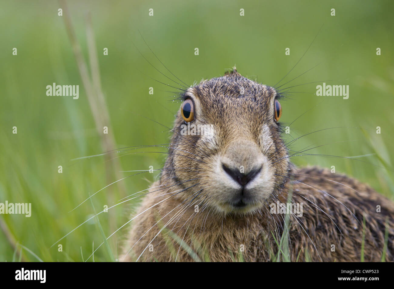 Unione lepre (Lepus europaeus) adulto, close-up di testa illustrante ciglia e baffi, con orecchie tenuta orizzontale, Suffolk, Inghilterra, Foto Stock