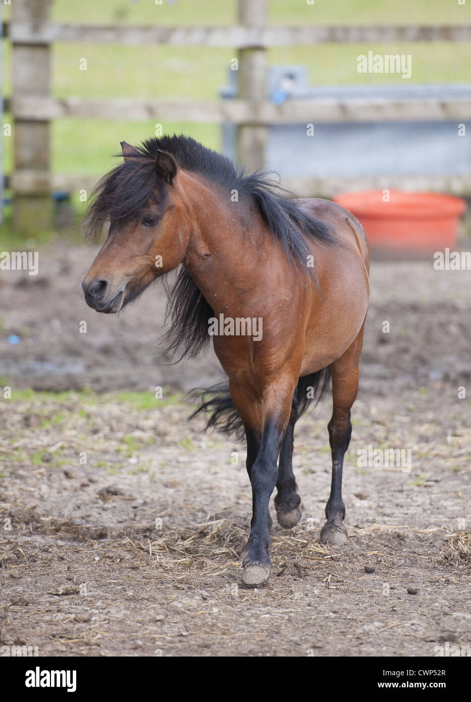 Cavallo americano di cavalli in miniatura, mare, passeggiate, Cheshire, Inghilterra, luglio Foto Stock
