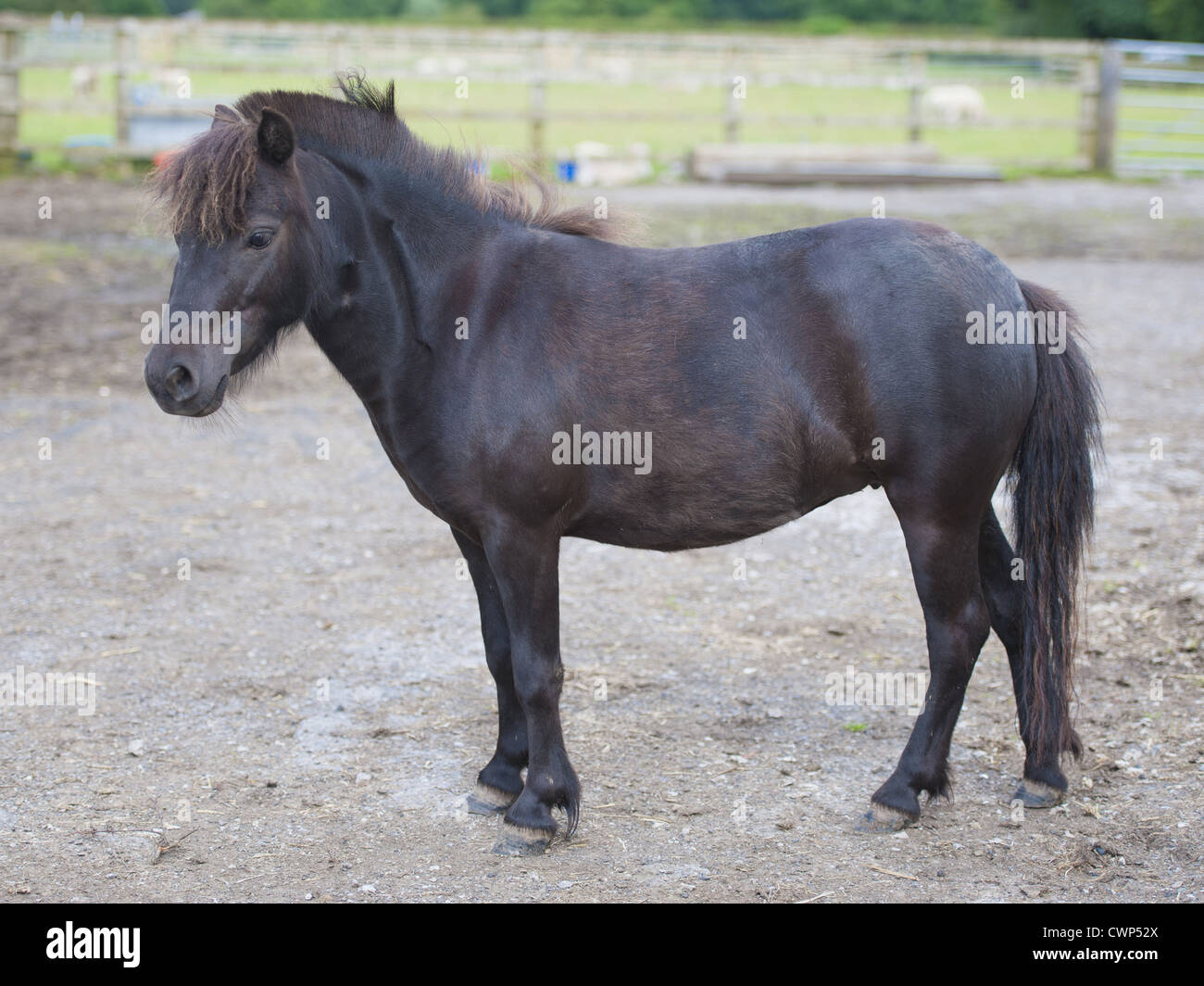 Cavallo americano di cavalli in miniatura, mare, in piedi, Cheshire, Inghilterra, luglio Foto Stock