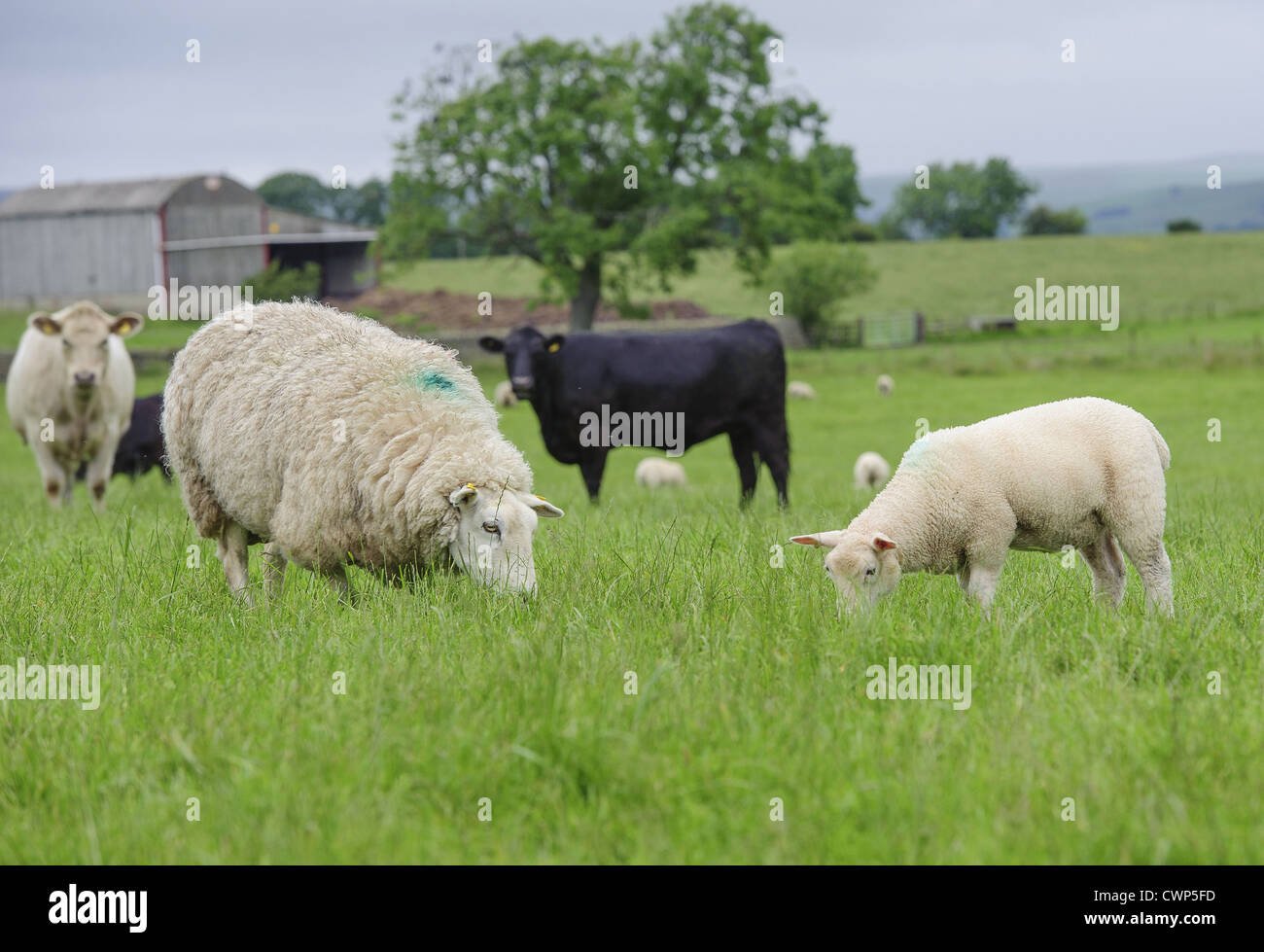 Ovini domestici, per Pecora con agnello, con bovini domestici, mandria bovina, insieme al pascolo in alpeggio, Cleatlam, County Durham, Inghilterra, Foto Stock