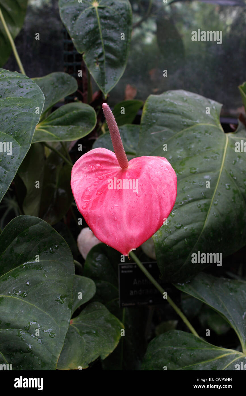 ANTHURIUM ANDRAEANUM. FLAMINGO fiore. Fiore di coda. Regno Unito Foto Stock