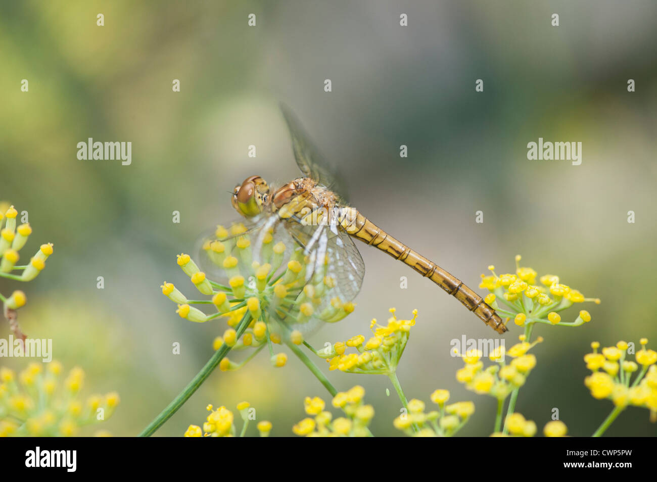 Dragonfly appollaiate su fiori gialli Foto Stock