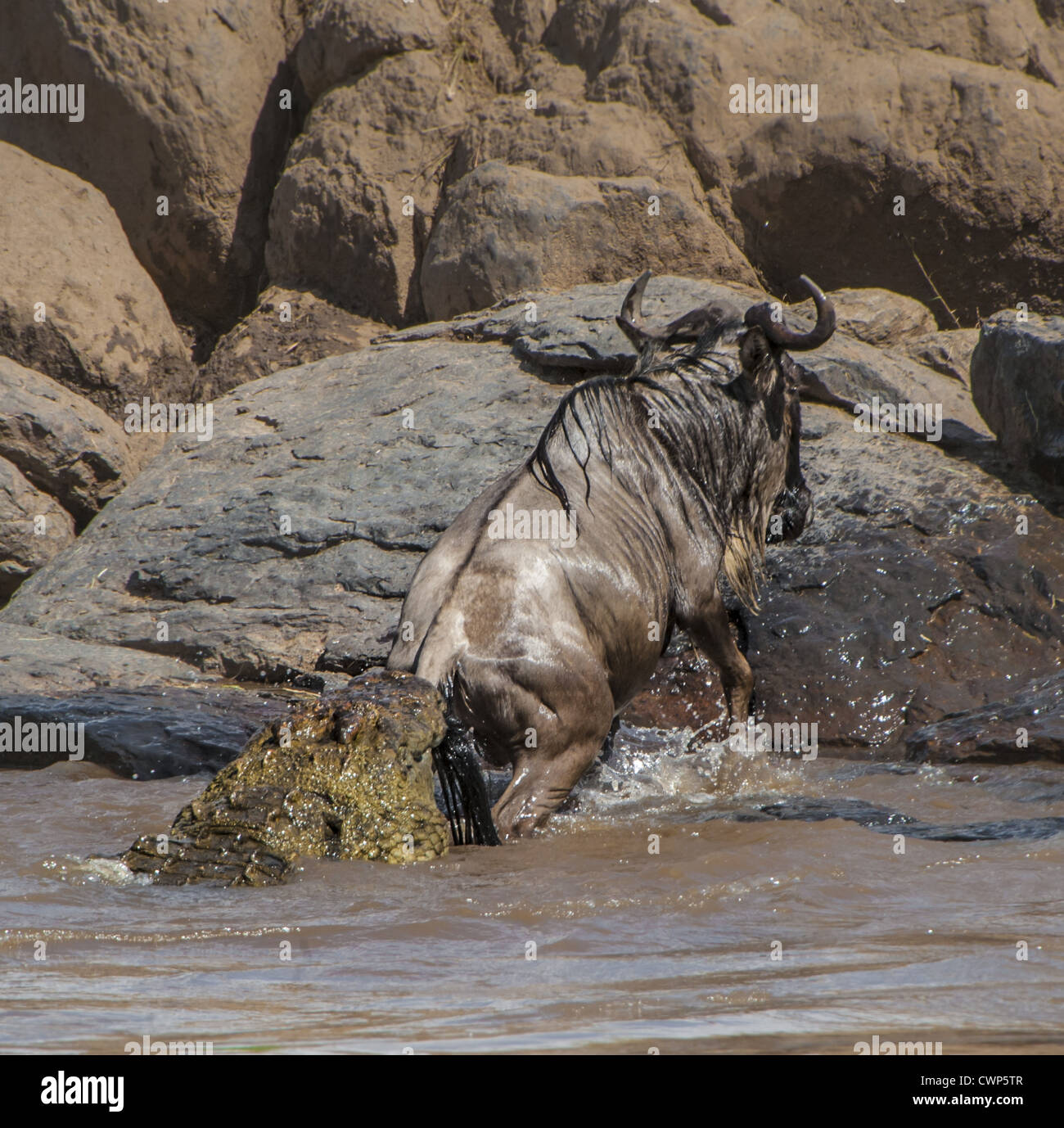 Coccodrillo del Nilo (Crocodylus niloticus) adulto, tirando il blu Gnu (Connochaetes taurinus) nuovamente nel fiume da di coda e di attraversamento Foto Stock