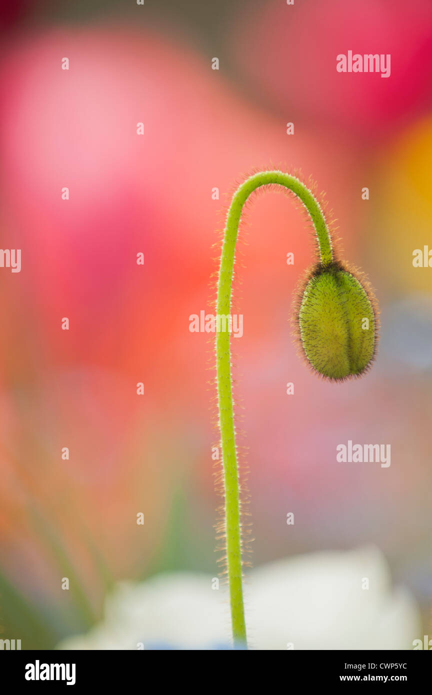 Fiore di papavero bud Foto Stock