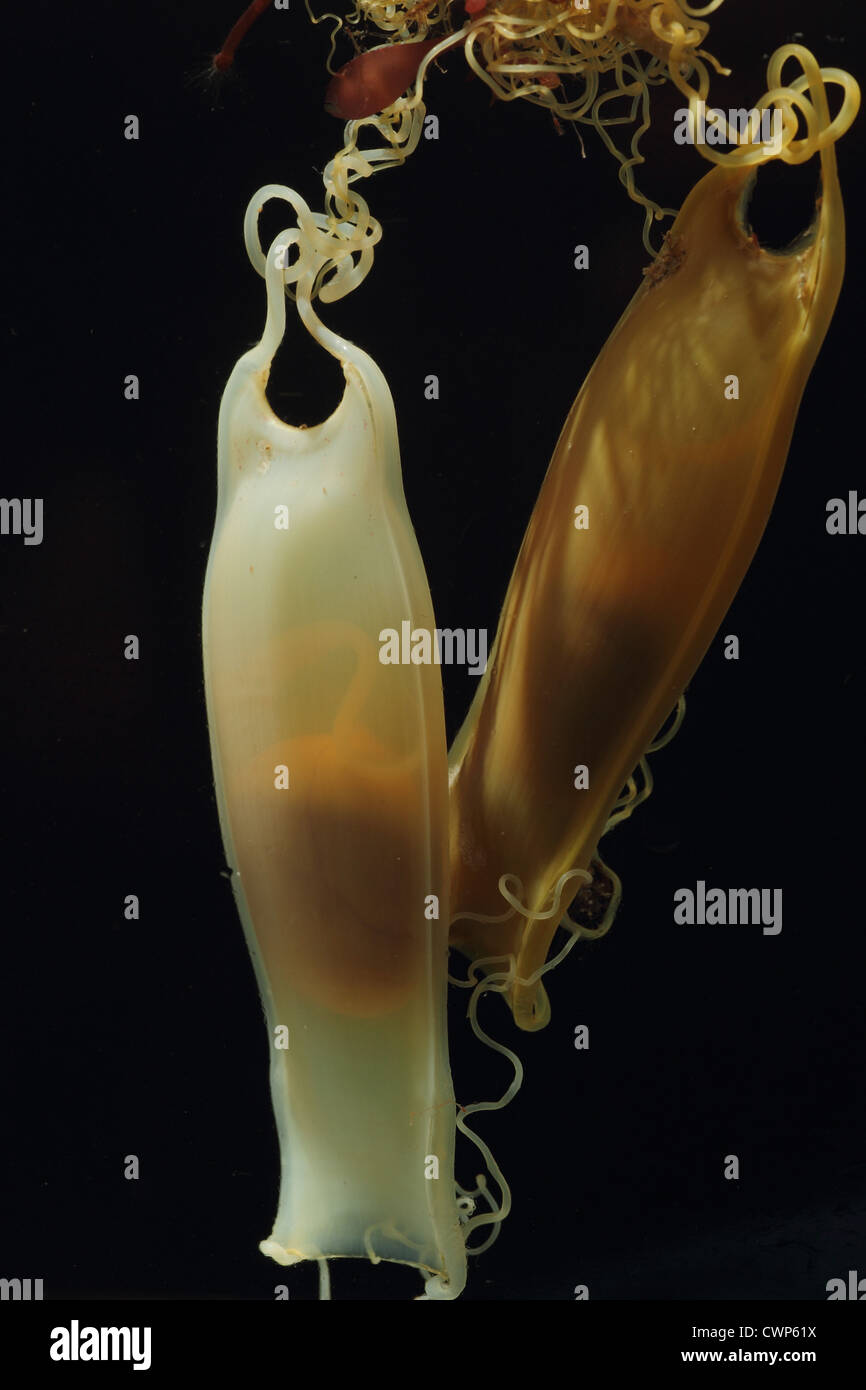 Minor Gattuccio (Scyliorhinus canicula) 'mermaid portamonete dell' eggcase, con i paesi in via di sviluppo embrionale precoce ed il sacco vitellino visibile Foto Stock