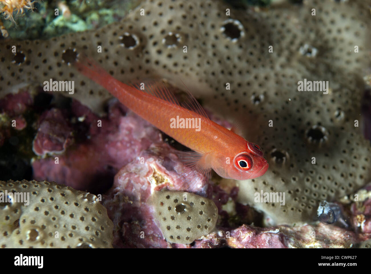 Ringeye Dwarfgoby (Trimma benjamini) adulto, poggiante su coral, Yillet Isola, Raja Ampat Isole (quattro re), Papua Occidentale, nuovo Foto Stock