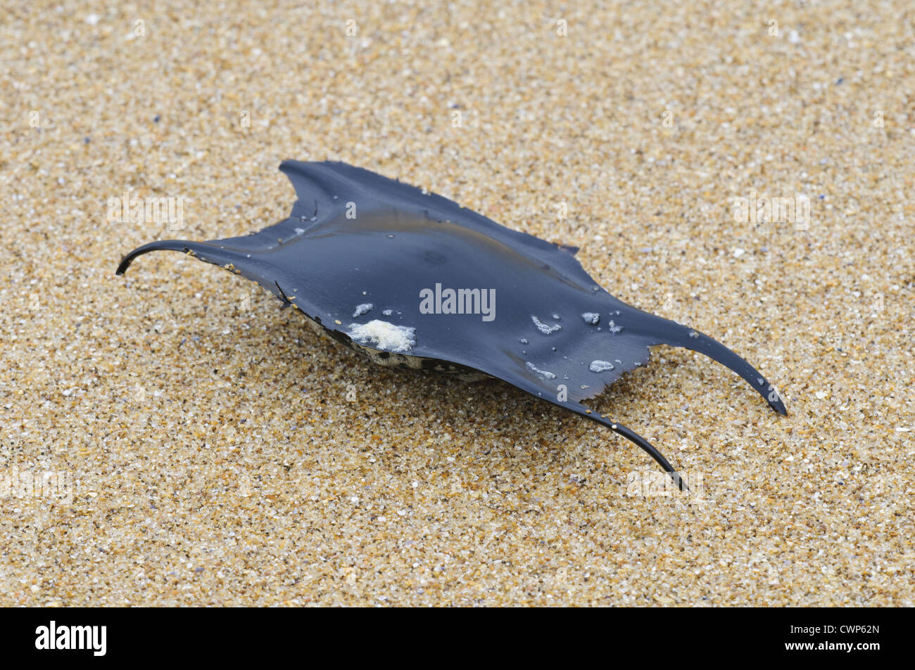 Ondeggiano Ray (Raja undulata) 'mermaid portamonete dell' eggcase, lavato fino sulla spiaggia, Joss Bay, Kent, Inghilterra, marzo Foto Stock