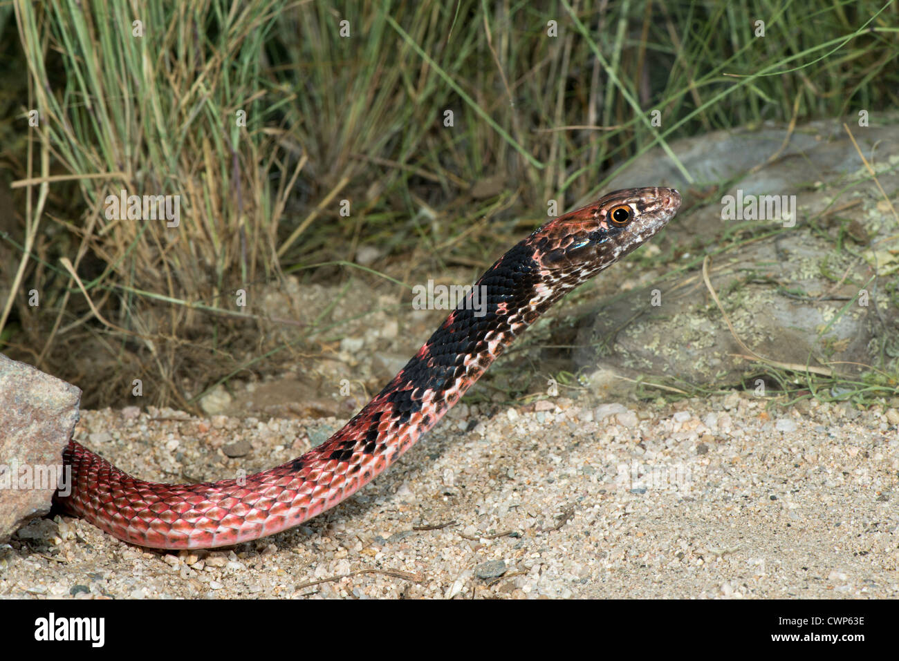 Coachwhip Masticophis flagello Tucson Pima County, Arizona, Stati Uniti 25 agosto adulto morph rosso Colubridae Foto Stock